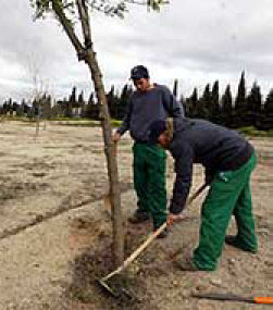 Precio en España de Ud de Plantación de árbol. Generador de precios de la  construcción. CYPE Ingenieros, S.A.